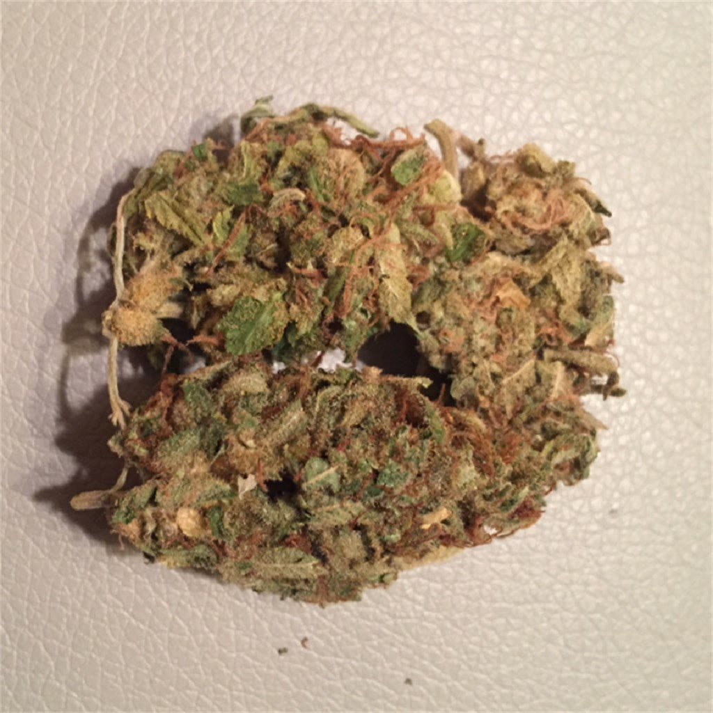 Bianca marijuana strain flower with woody and earthy flavor and uplifted / creative effects - Rare Harvest hybrid