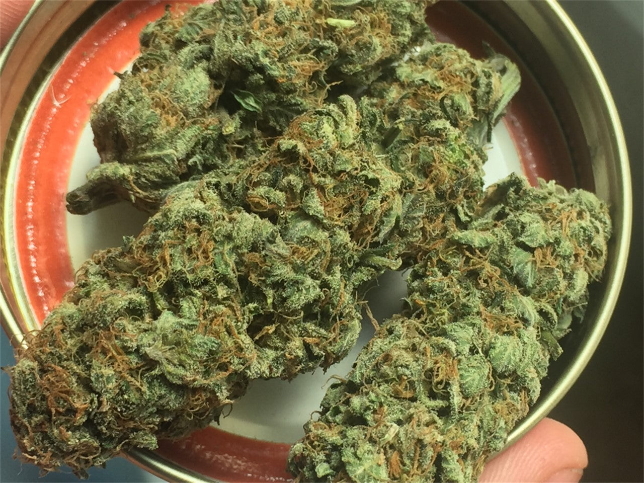 Biddy Early marijuana strain flower with apple and diesel flavor and energetic / creative effects - Rare Harvest hybrid