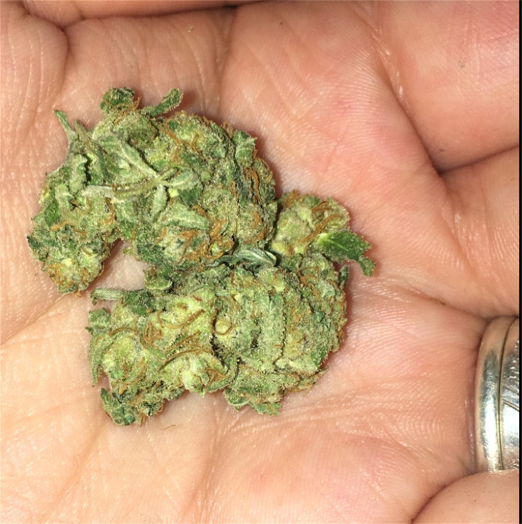 Big Bang marijuana strain flower with skunk and flowery flavor and sleepy / happy effects - Rare Harvest indica
