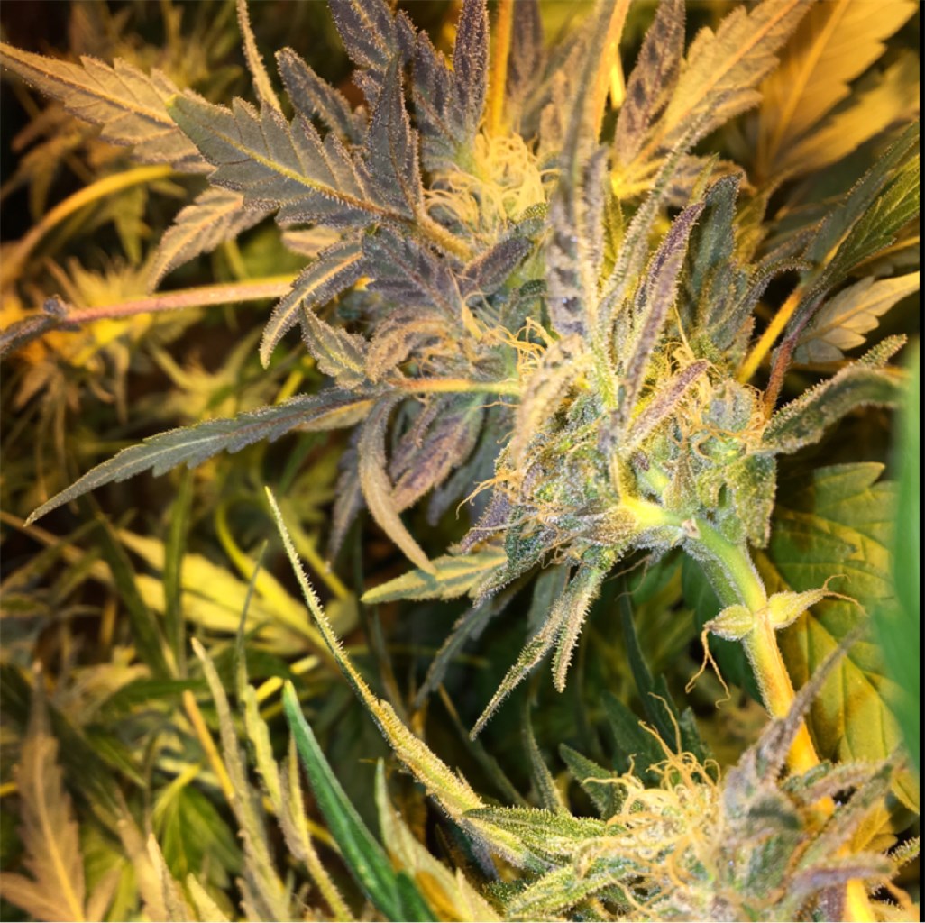 Big Buddha Cheese marijuana strain flower with cheese and pungent flavor and uplifted / happy effects - Rare Harvest hybrid