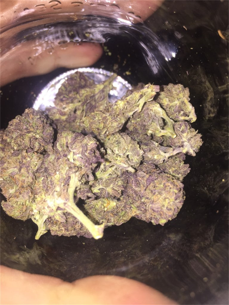 Big Skunk Korean marijuana strain flower with skunk and flowery flavor and energetic / creative effects - Rare Harvest hybrid