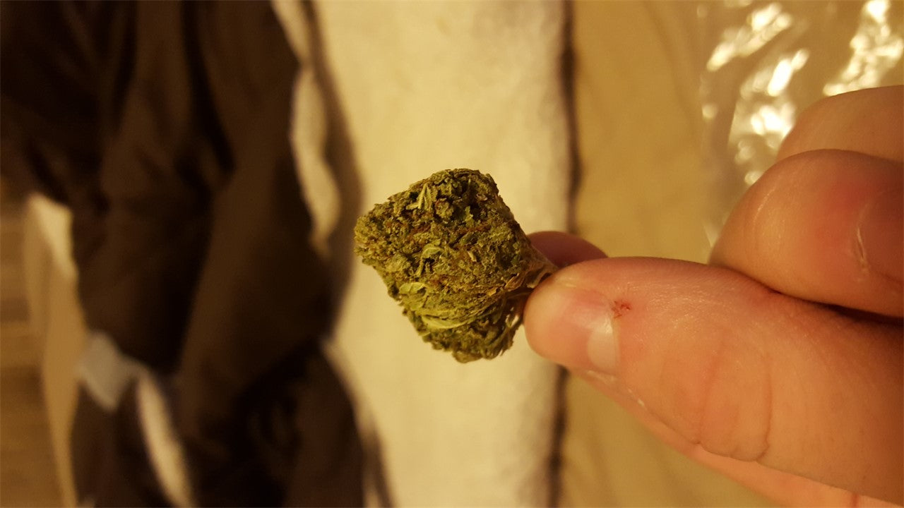 Big Sky OG marijuana strain flower with chemical and diesel flavor and energetic / creative effects - Rare Harvest hybrid
