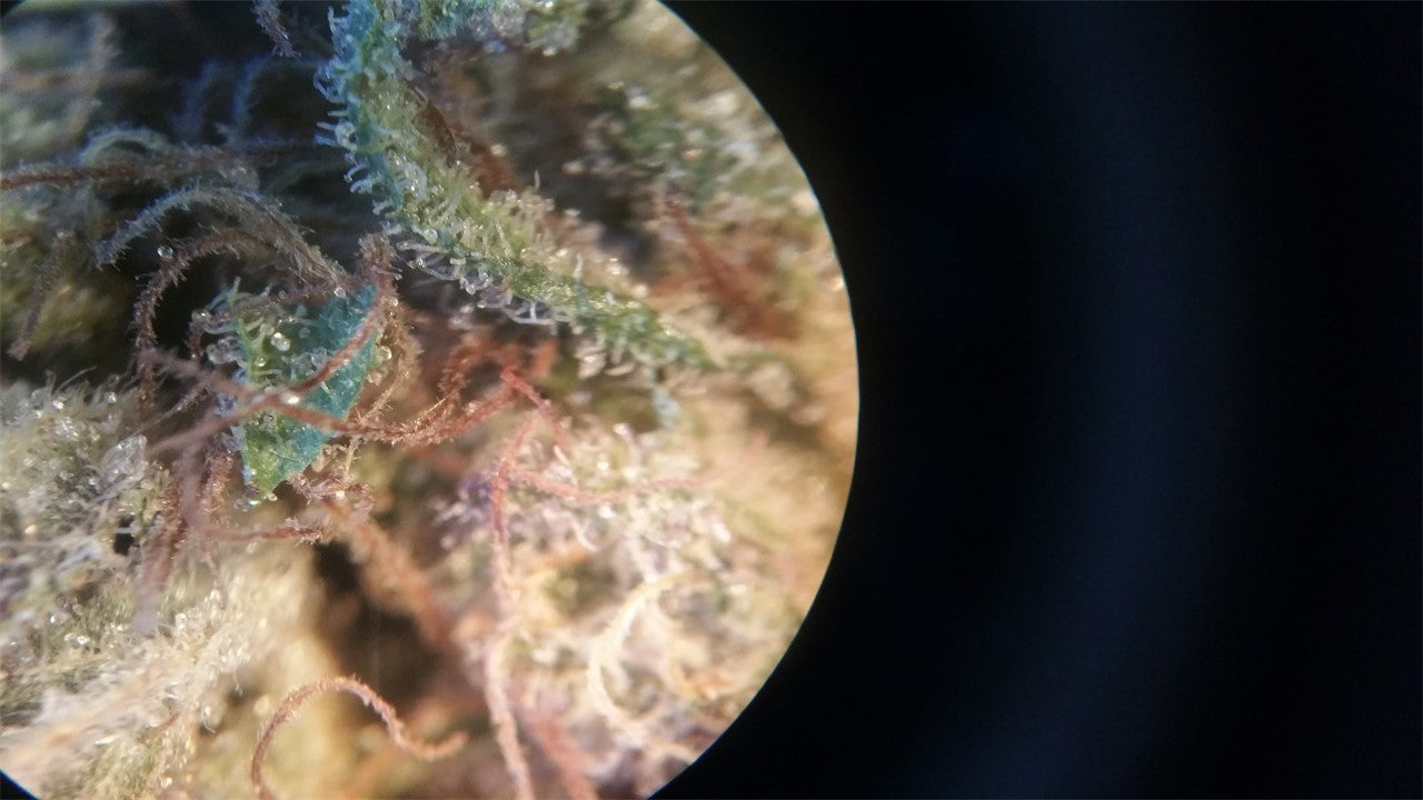 Big Sur Holy Weed marijuana strain flower with pine and spicy/herbal flavor and energetic / creative effects - Rare Harvest sativa