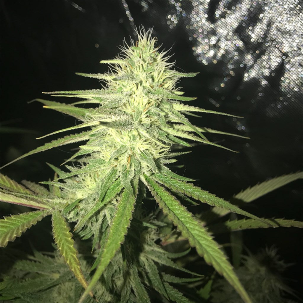 Birthday Cake marijuana strain flower with vanilla and sweet flavor and relaxed / sleepy effects - Rare Harvest hybrid