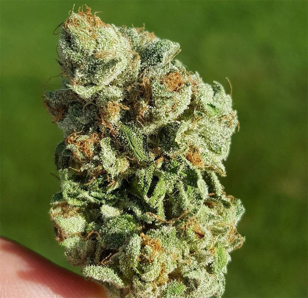 Black Bubba marijuana strain flower with coffee and blue cheese flavor and sleepy / tingly effects - Rare Harvest indica