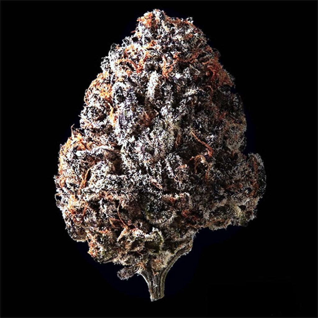Black Cherry Pie marijuana strain flower with berry and plum flavor and happy / hungry effects - Rare Harvest hybrid
