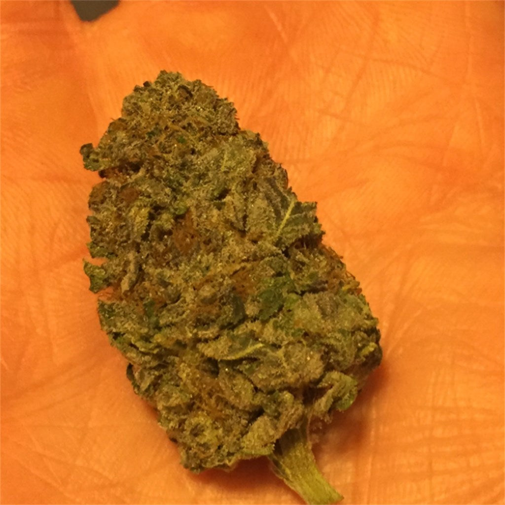Black Diesel marijuana strain flower with pepper and diesel flavor and creative / uplifted effects - Rare Harvest sativa