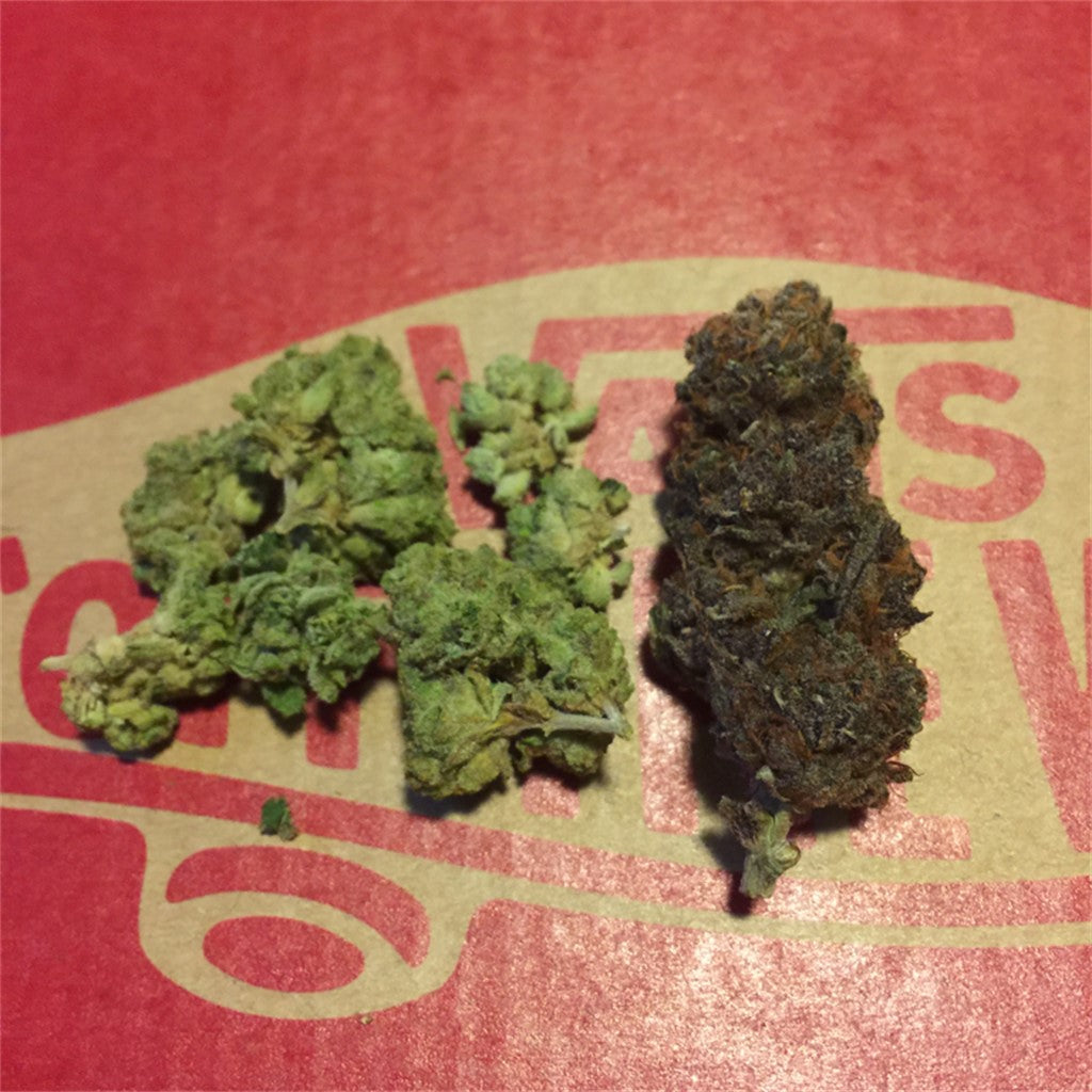 Black Haze marijuana strain flower with earthy and woody flavor and hungry / uplifted effects - Rare Harvest hybrid