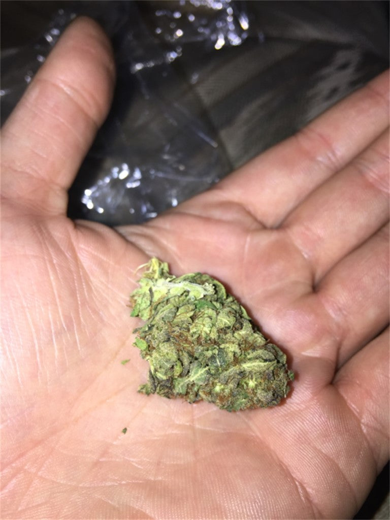 Black Label Kush marijuana strain flower with woody and apple flavor and sleepy / euphoric effects - Rare Harvest indica