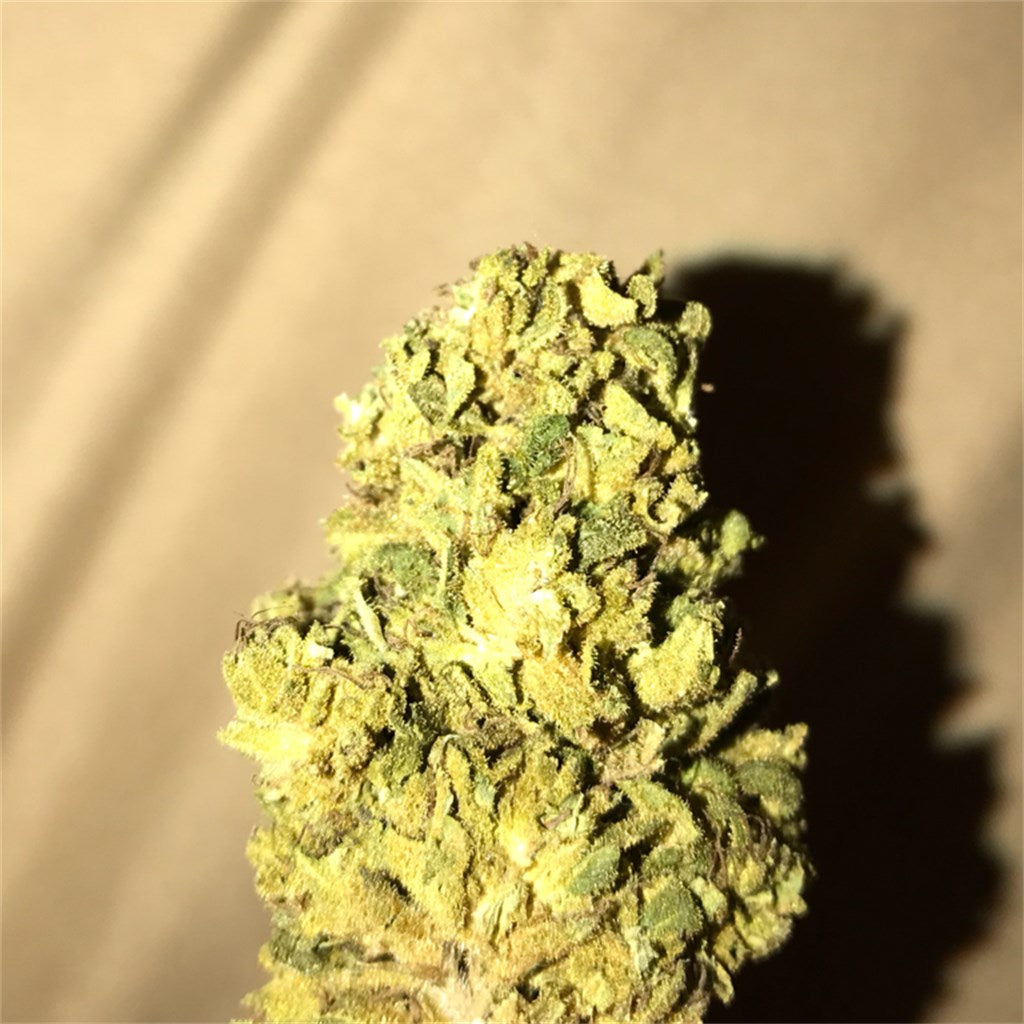 Black Widow marijuana strain flower with ammonia and woody flavor and relaxed / hungry effects - Rare Harvest hybrid