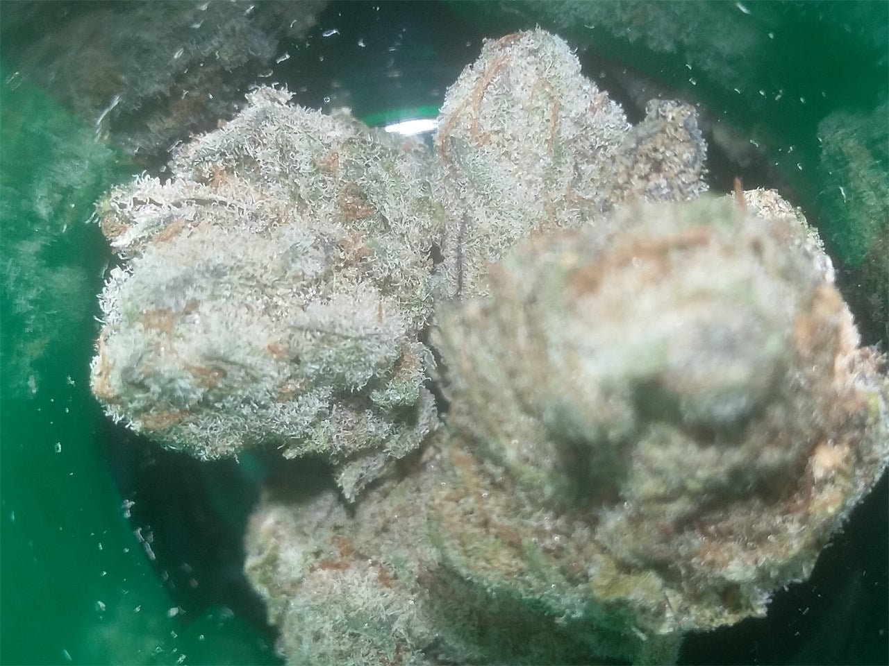 Blackberry Bubble marijuana strain flower with berry and blueberry flavor and relaxed / euphoric effects - Rare Harvest indica