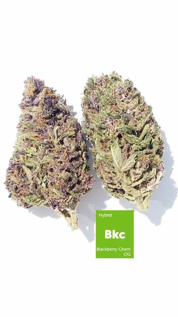 Blackberry Chem OG marijuana strain flower with chemical and berry flavor and talkative / euphoric effects - Rare Harvest hybrid
