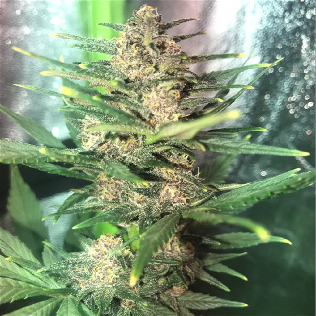 Blackberry Cream marijuana strain flower with berry and vanilla flavor and relaxed / sleepy effects - Rare Harvest indica