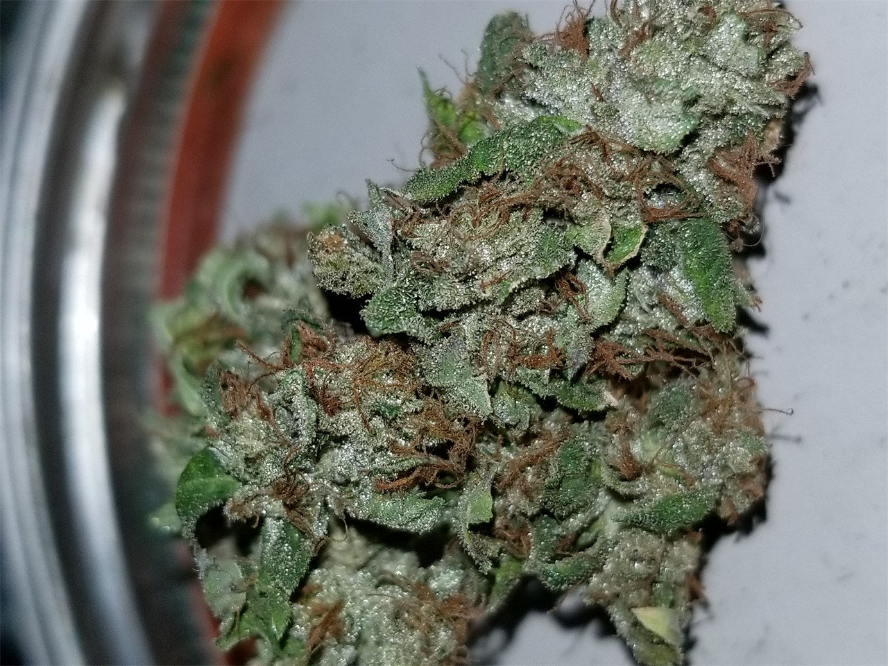 Blackwater marijuana strain flower with earthy and pine flavor and sleepy / relaxed effects - Rare Harvest indica