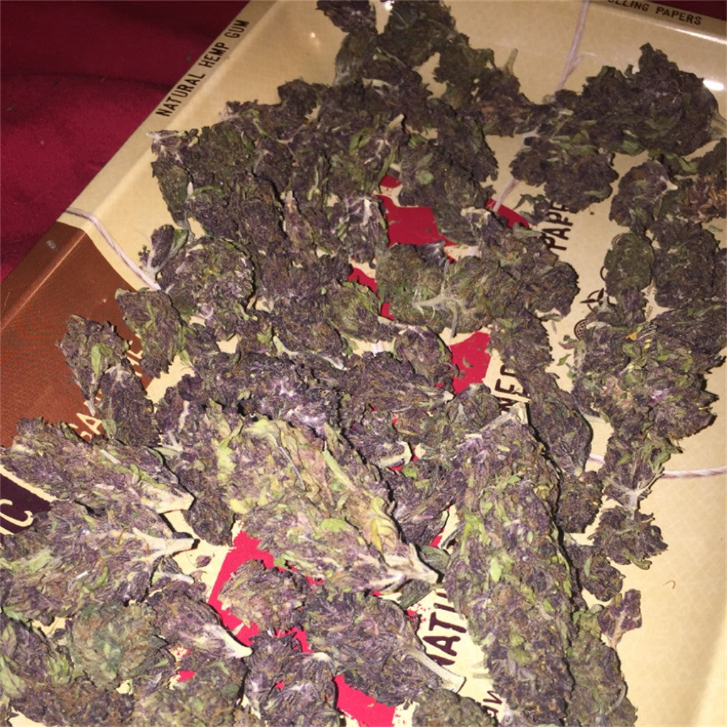 Bloo's Kloos marijuana strain flower with blueberry and berry flavor and creative / energetic effects - Rare Harvest indica