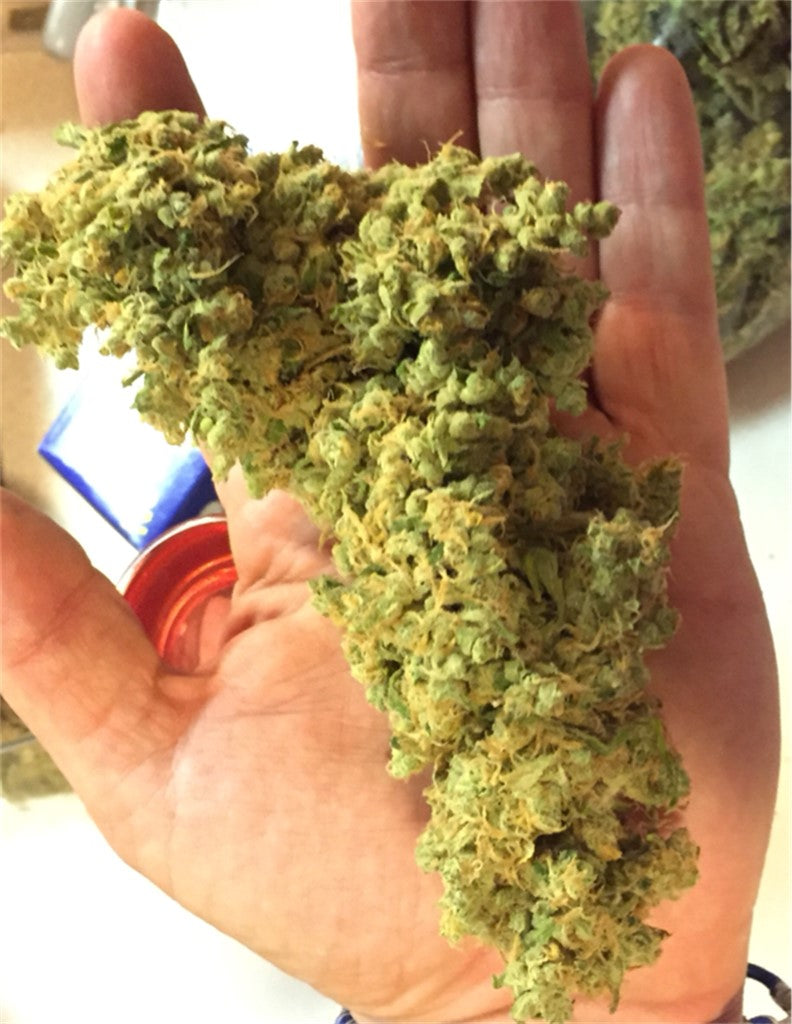 Blue Alien marijuana strain flower with blueberry and berry flavor and sleepy / relaxed effects - Rare Harvest indica