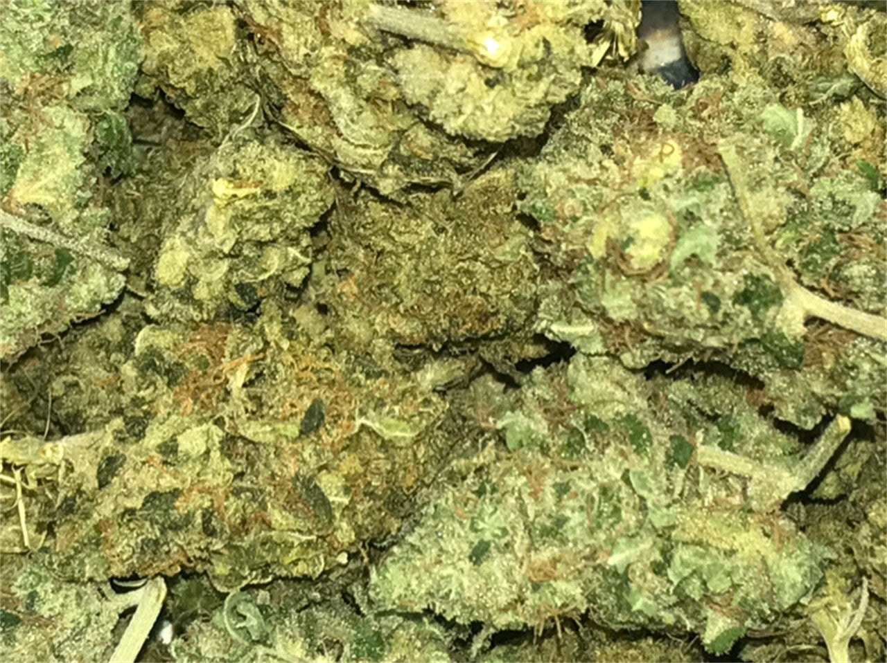 Blue Buddha marijuana strain flower with cheese and blueberry flavor and creative / euphoric effects - Rare Harvest indica