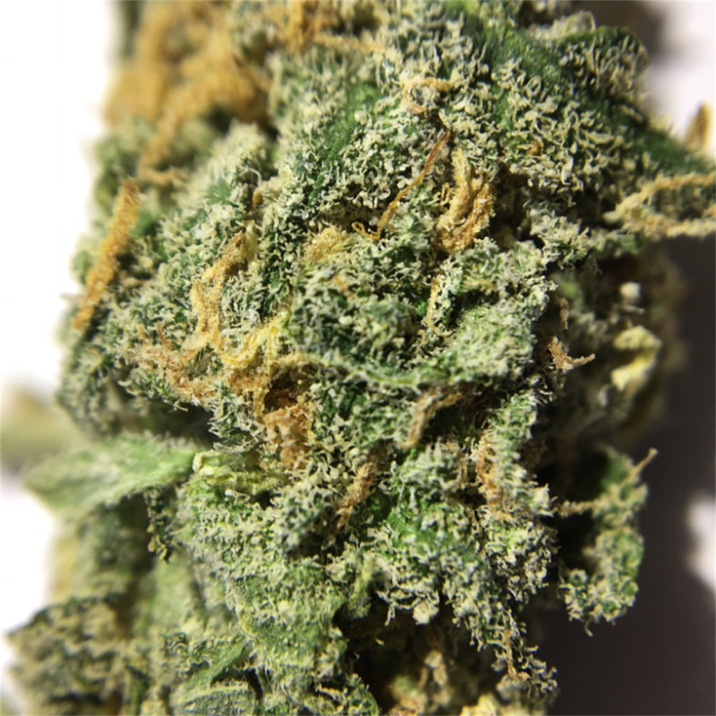 Blue Champagne marijuana strain flower with rose and blueberry flavor and creative / uplifted effects - Rare Harvest hybrid