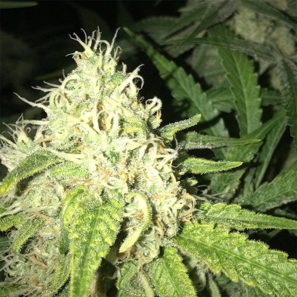 Blue Cheese marijuana strain flower with blue cheese and cheese flavor and sleepy / relaxed effects - Rare Harvest indica