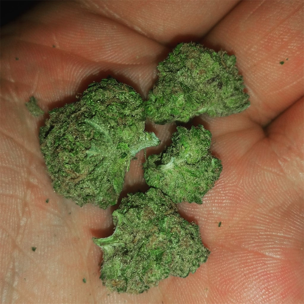 Blue Cinex marijuana strain flower with blue cheese and blueberry flavor and focused / uplifted effects - Rare Harvest hybrid