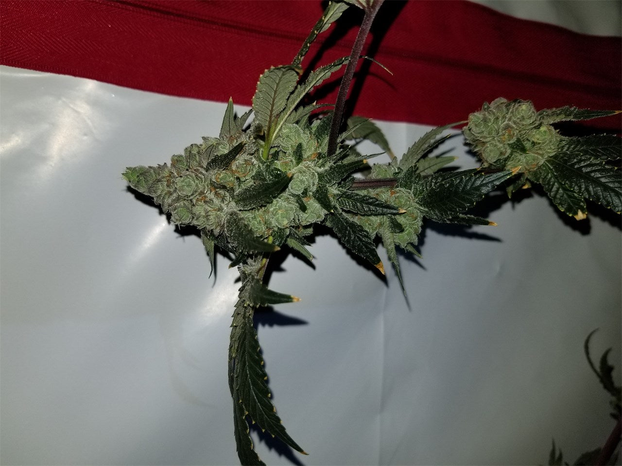 Blue Cookies marijuana strain flower with berry and blueberry flavor and relaxed / aroused effects - Rare Harvest hybrid