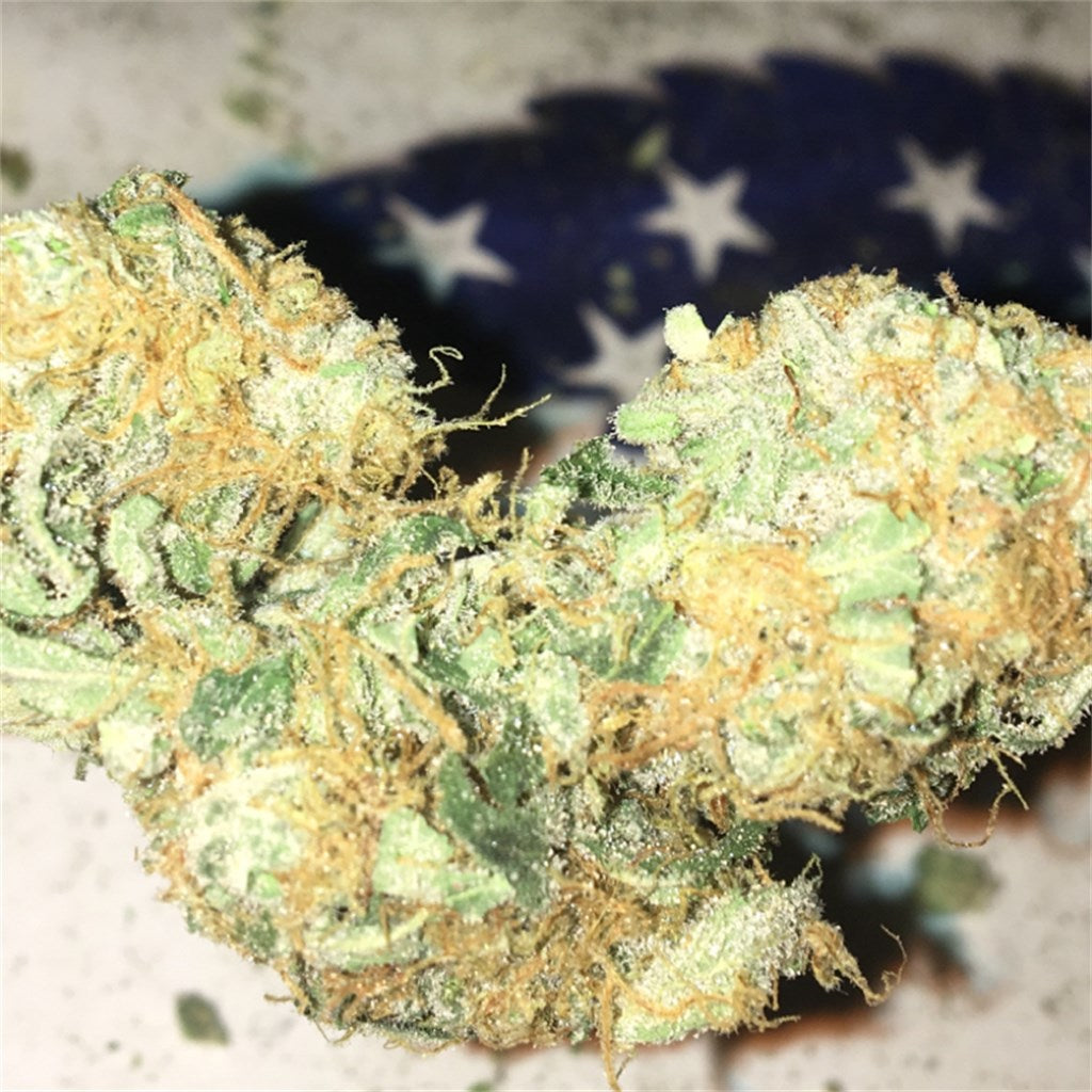 Blue Dot marijuana strain flower with nutty and blueberry flavor and energetic / uplifted effects - Rare Harvest sativa