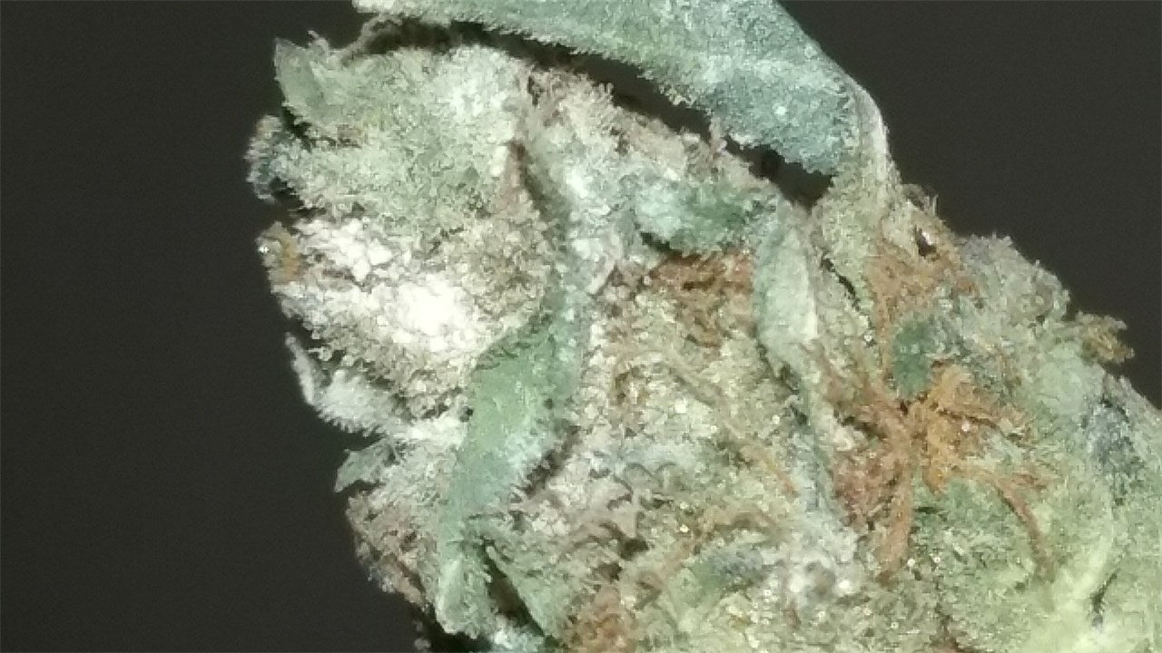 Blue Hash marijuana strain flower with blueberry and earthy flavor and sleepy / relaxed effects - Rare Harvest hybrid