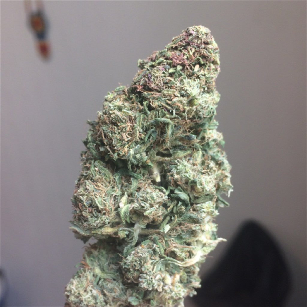 Blue Haze marijuana strain flower with pear and blueberry flavor and uplifted / happy effects - Rare Harvest hybrid