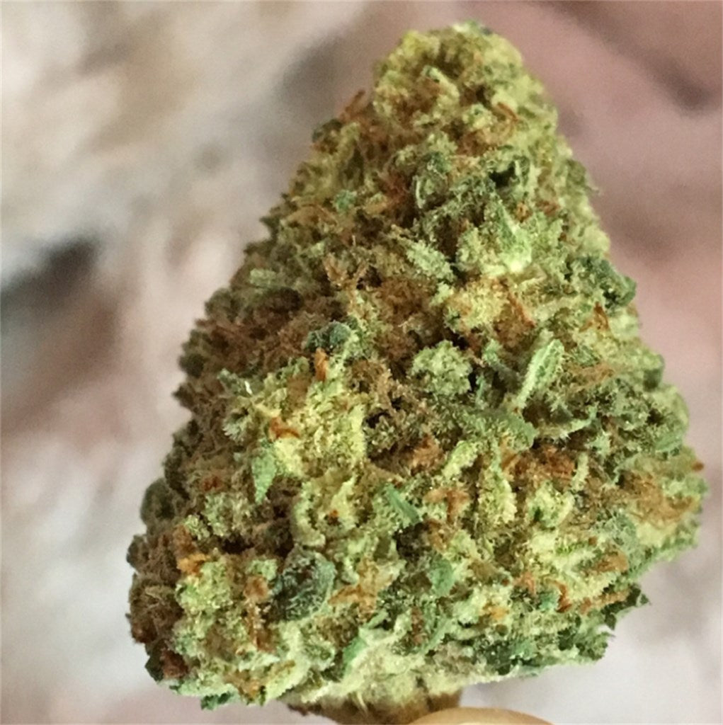 Blue Jay Way marijuana strain flower with blueberry and sweet flavor and uplifted / energetic effects - Rare Harvest hybrid