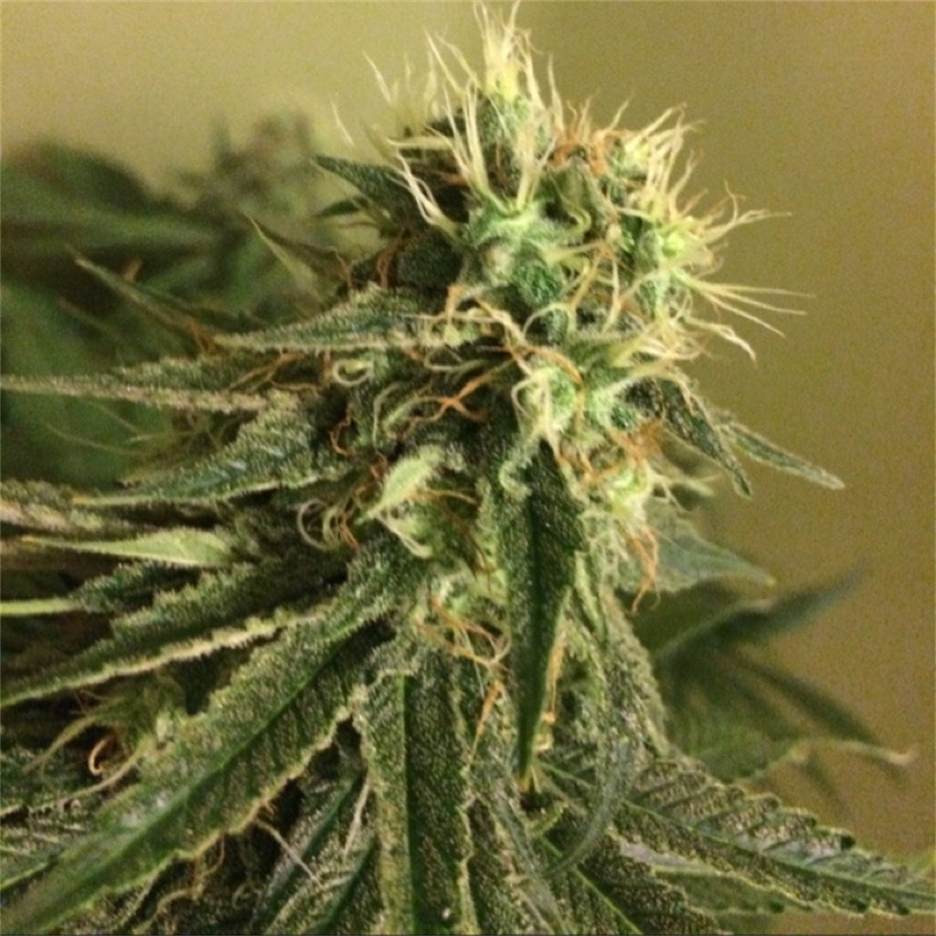 Blue Kripple marijuana strain flower with grape and berry flavor and sleepy / tingly effects - Rare Harvest indica