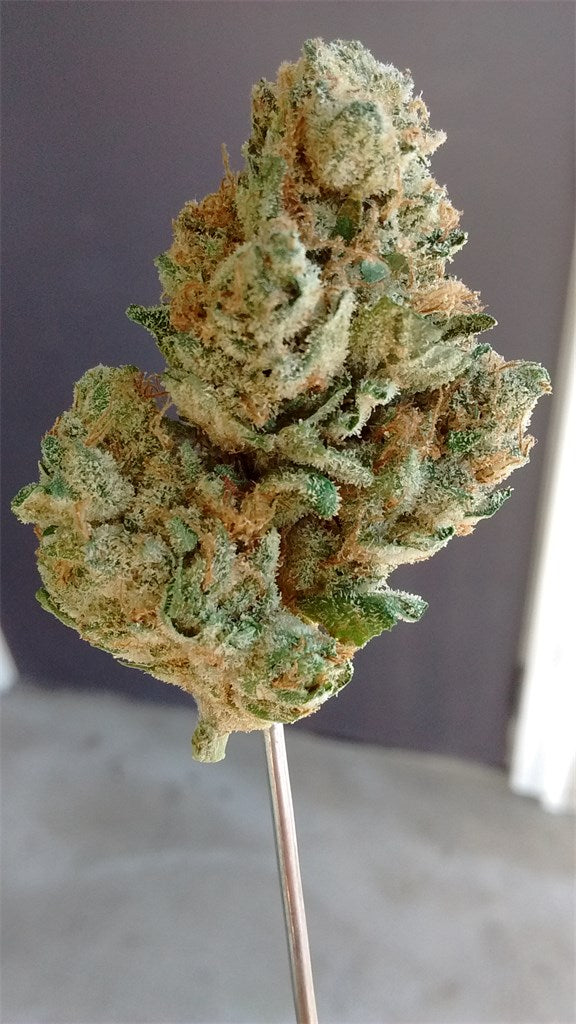 Blue Kush marijuana strain flower with blueberry and pine flavor and uplifted / relaxed effects - Rare Harvest hybrid