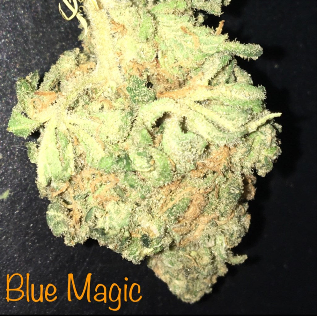 Blue Magic marijuana strain flower with blueberry and lemon flavor and energetic / focused effects - Rare Harvest sativa