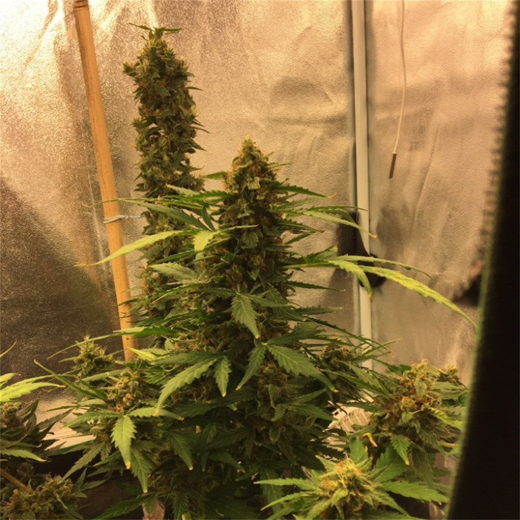 Blue Mystic marijuana strain flower with blueberry and berry flavor and sleepy / relaxed effects - Rare Harvest indica