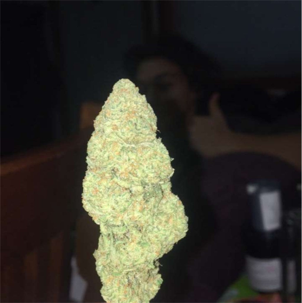 Blue Nina marijuana strain flower with blueberry and berry flavor and talkative / creative effects - Rare Harvest hybrid