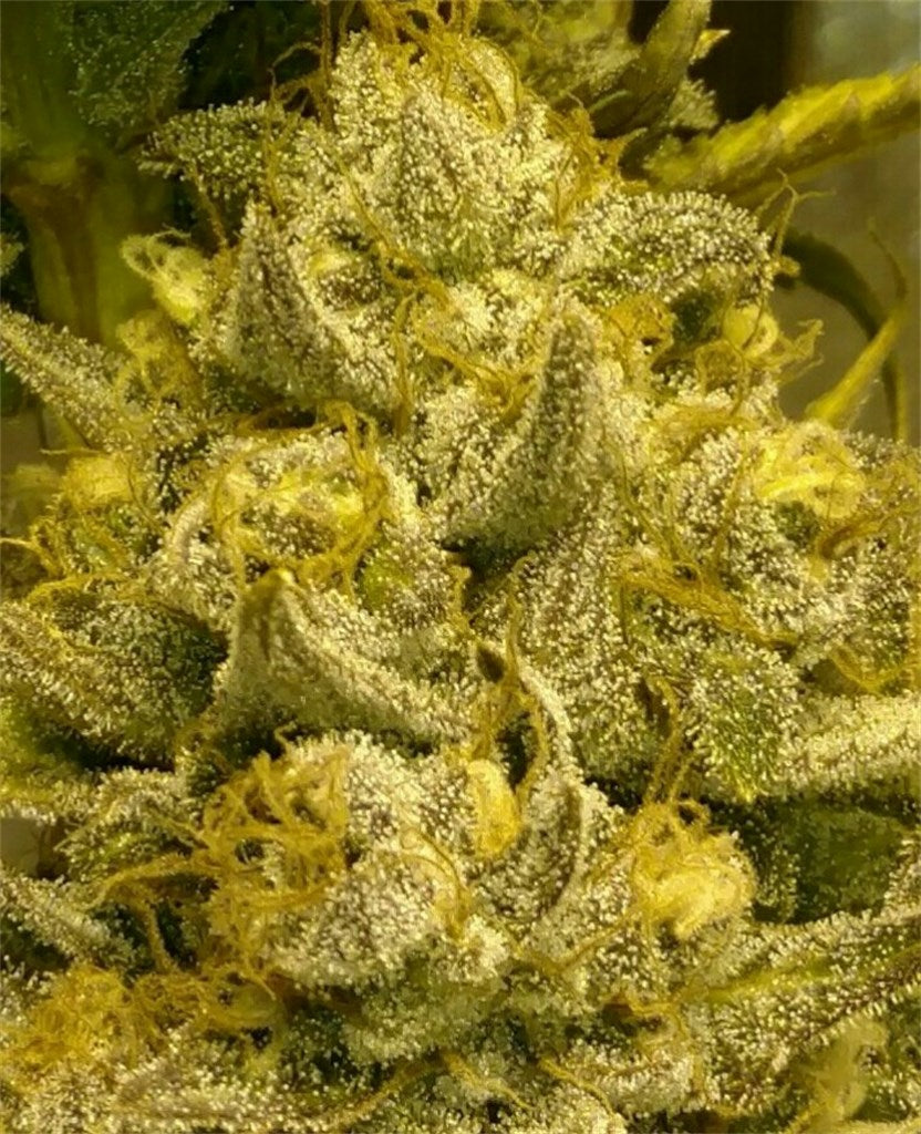 Blue OG marijuana strain flower with berry and blueberry flavor and relaxed / happy effects - Rare Harvest hybrid