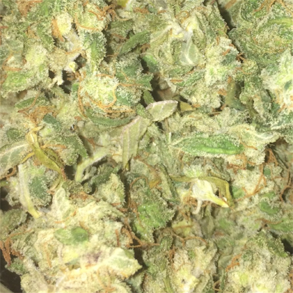 Blue Ox marijuana strain flower with blueberry and berry flavor and sleepy / creative effects - Rare Harvest indica