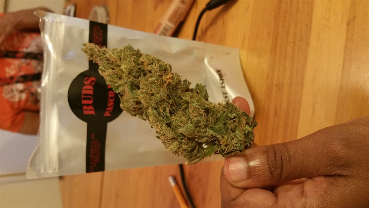 Blue Persuasion marijuana strain flower with blueberry and berry flavor and energetic / focused effects - Rare Harvest hybrid