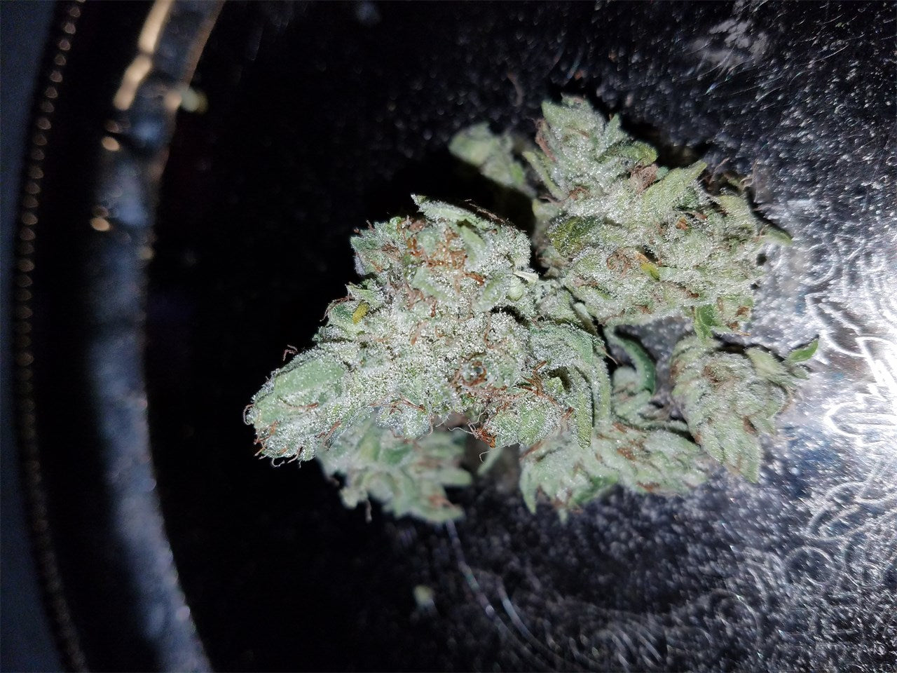 Blue Power marijuana strain flower with berry and blueberry flavor and relaxed / euphoric effects - Rare Harvest indica