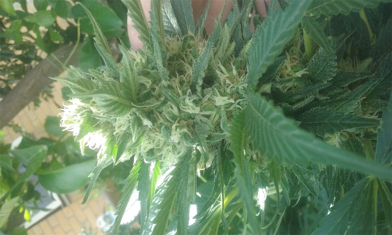 Blue Thai marijuana strain flower with blueberry and woody flavor and uplifted / euphoric effects - Rare Harvest hybrid