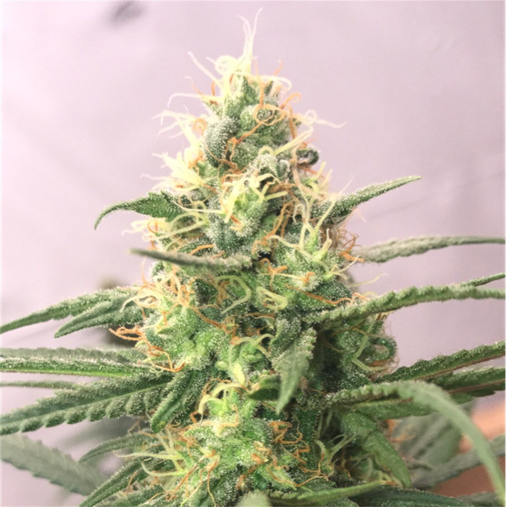 Blue Velvet marijuana strain flower with blueberry and berry flavor and creative / happy effects - Rare Harvest hybrid