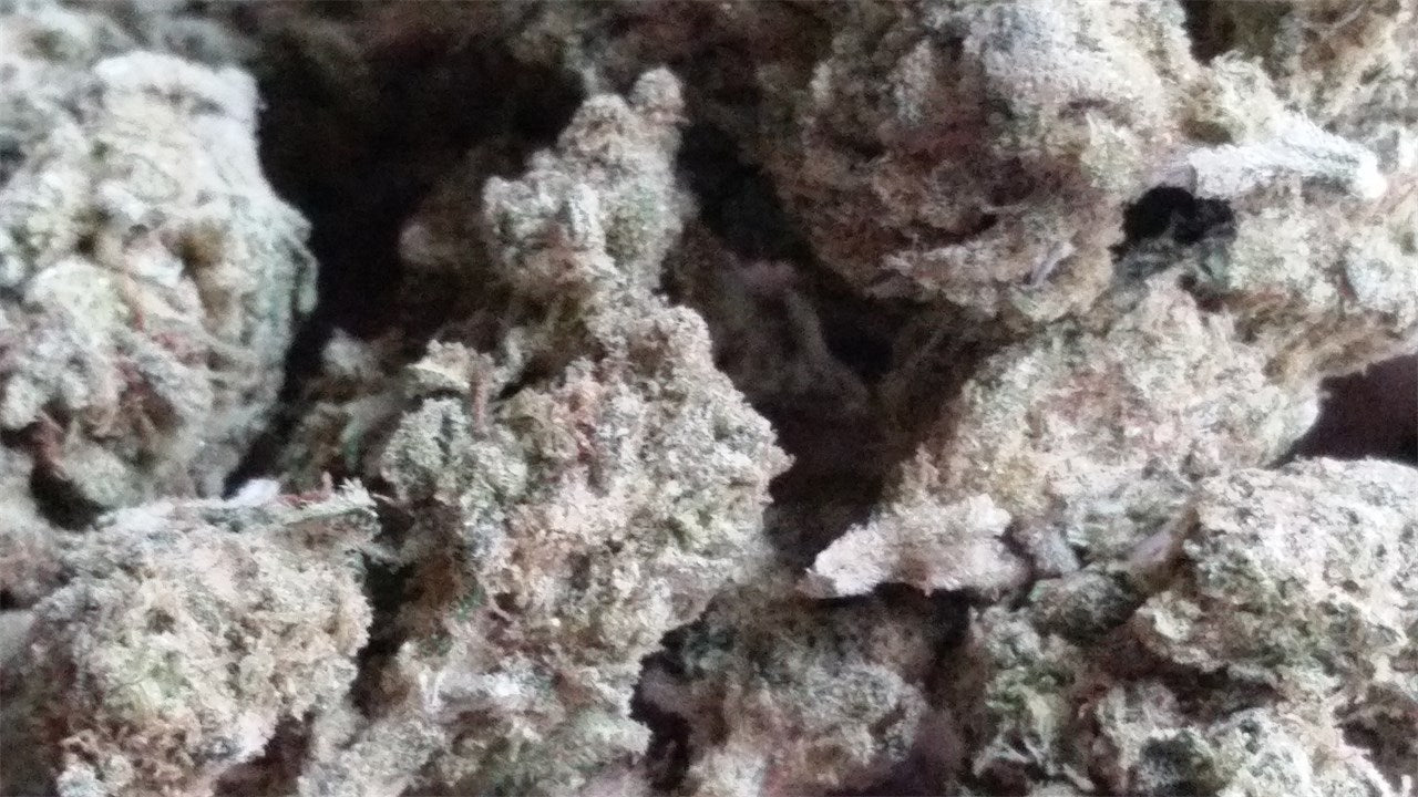 Blue Venom marijuana strain flower with blueberry and berry flavor and relaxed / hungry effects - Rare Harvest hybrid