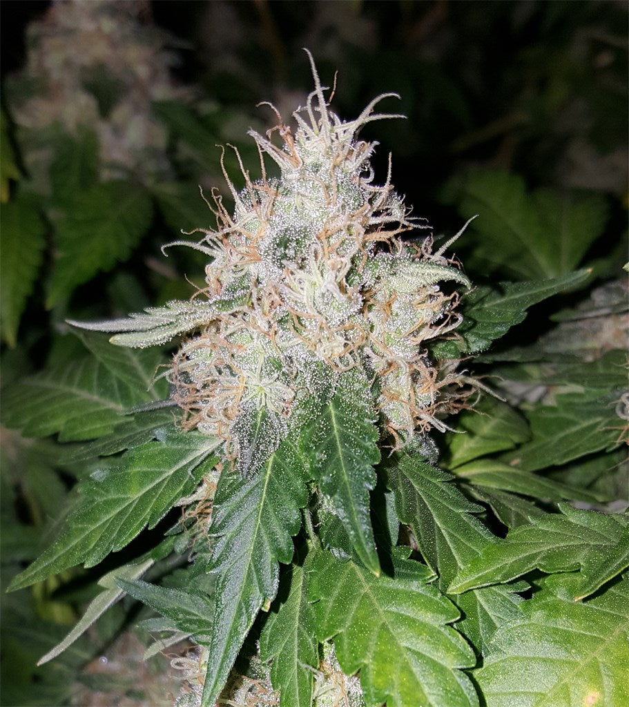 Blue Widow marijuana strain flower with blueberry and berry flavor and relaxed / euphoric effects - Rare Harvest hybrid