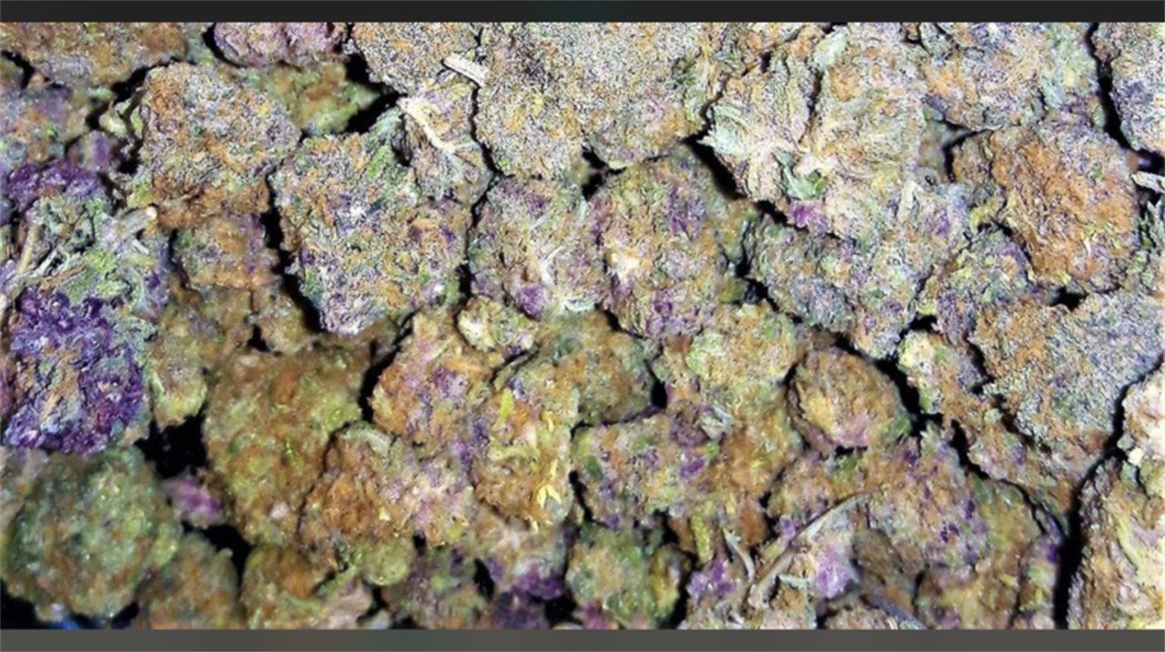 Blue Zombie marijuana strain flower with coffee and berry flavor and hungry / aroused effects - Rare Harvest indica