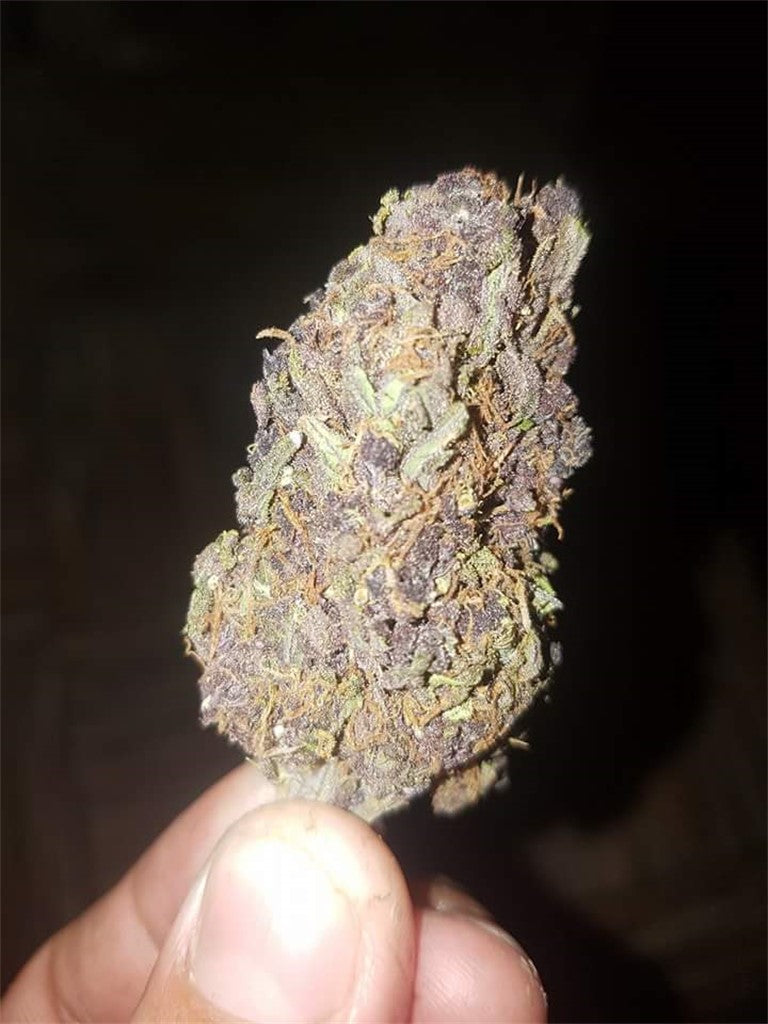 Blueberry Blast marijuana strain flower with blueberry and berry flavor and energetic / euphoric effects - Rare Harvest sativa