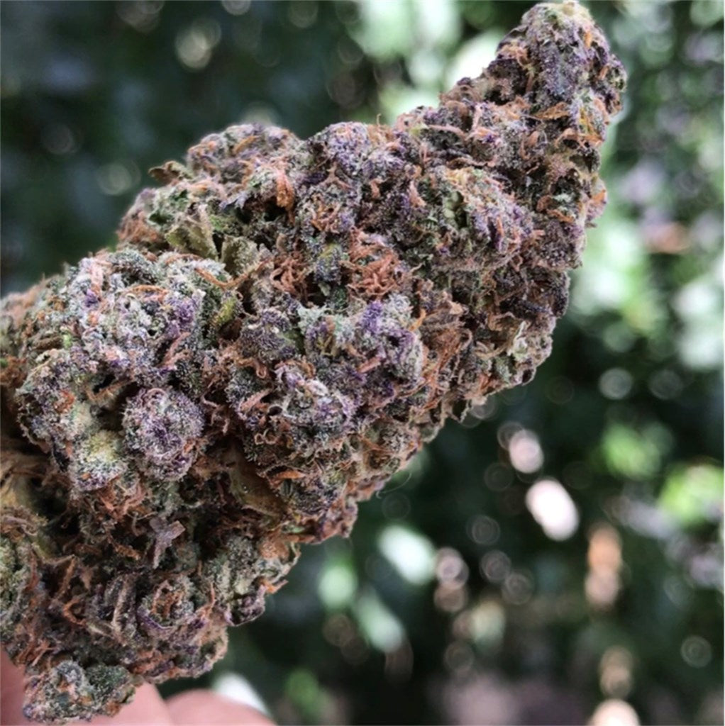 Blueberry Headband marijuana strain flower with blueberry and berry flavor and relaxed / giggly effects - Rare Harvest hybrid