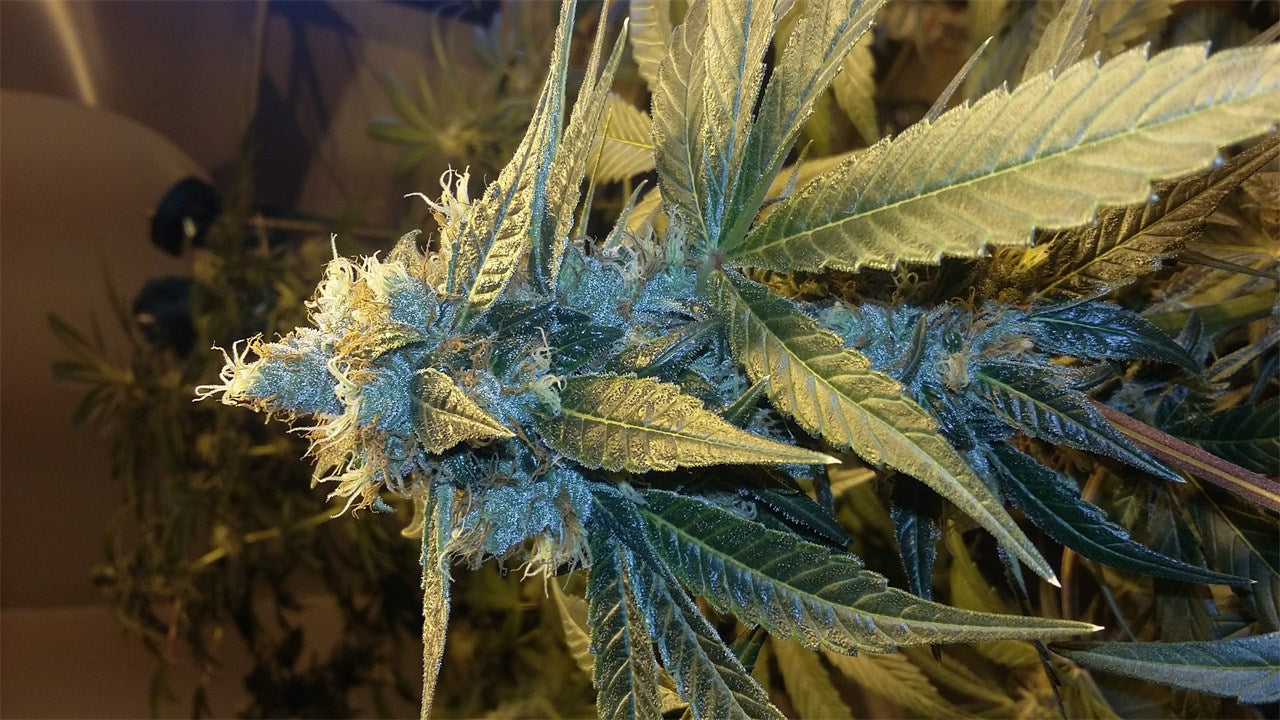 Blueberry Jack marijuana strain flower with blueberry and pine flavor and relaxed / happy effects - Rare Harvest hybrid