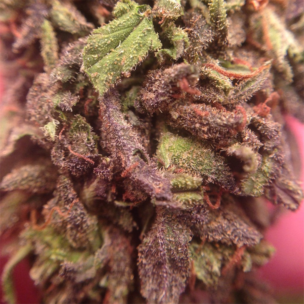 Blueberry Lambsbread marijuana strain flower with blueberry and berry flavor and uplifted / creative effects - Rare Harvest hybrid
