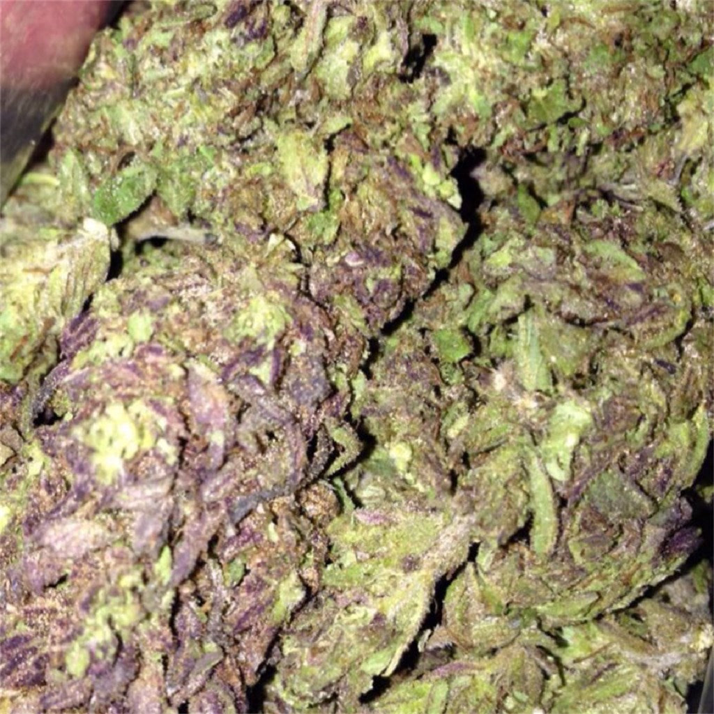 Blueberry Muffin marijuana strain flower with butter and blueberry flavor and relaxed / tingly effects - Rare Harvest hybrid