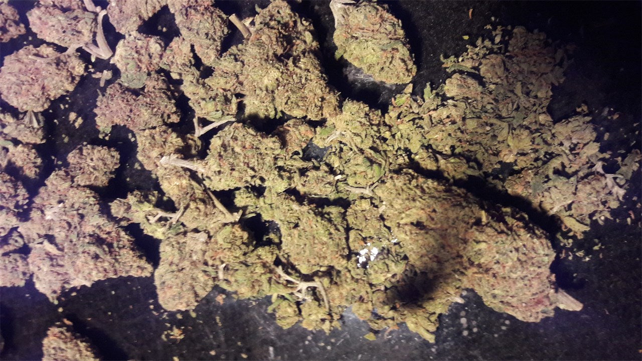 Blueberry Skunk marijuana strain flower with skunk and blueberry flavor and relaxed / euphoric effects - Rare Harvest indica