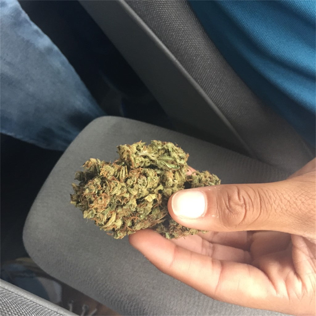 Blueberry Waltz marijuana strain flower with blueberry and rose flavor and uplifted / talkative effects - Rare Harvest indica